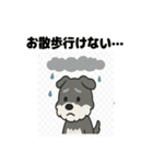 かわいいミニチュアシュナウザーのスタンプ（個別スタンプ：29）