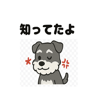 かわいいミニチュアシュナウザーのスタンプ（個別スタンプ：30）