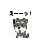 かわいいミニチュアシュナウザーのスタンプ（個別スタンプ：31）