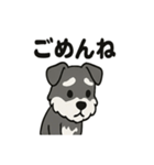 かわいいミニチュアシュナウザーのスタンプ（個別スタンプ：39）