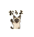 方言シャム猫 房州弁・千葉弁（個別スタンプ：13）