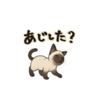 方言シャム猫 房州弁・千葉弁（個別スタンプ：18）