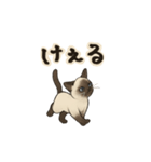 方言シャム猫 房州弁・千葉弁（個別スタンプ：19）