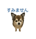 ミミンヌですが？（個別スタンプ：5）