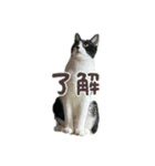 ハナクロニノヨシタケ（個別スタンプ：1）