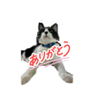 ハナクロニノヨシタケ（個別スタンプ：6）