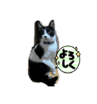 ハナクロニノヨシタケ（個別スタンプ：7）