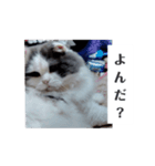 ブイブイ スタンプ（個別スタンプ：2）