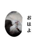 ブイブイ スタンプ（個別スタンプ：3）