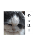 ブイブイ スタンプ（個別スタンプ：5）