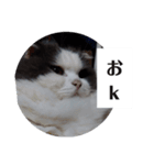 ブイブイ スタンプ（個別スタンプ：7）