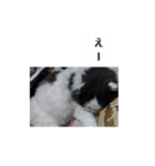 ブイブイ スタンプ（個別スタンプ：8）