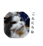 ブイブイ スタンプ（個別スタンプ：9）