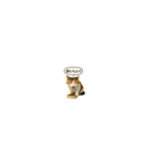 カワイイ三毛猫！（個別スタンプ：1）