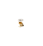 カワイイ三毛猫！（個別スタンプ：2）