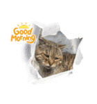 新⭐︎顔デカ猫トラちゃん（個別スタンプ：1）