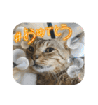 新⭐︎顔デカ猫トラちゃん（個別スタンプ：3）