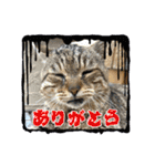新⭐︎顔デカ猫トラちゃん（個別スタンプ：4）