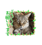 新⭐︎顔デカ猫トラちゃん（個別スタンプ：5）