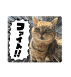新⭐︎顔デカ猫トラちゃん（個別スタンプ：12）