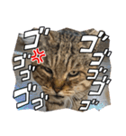 新⭐︎顔デカ猫トラちゃん（個別スタンプ：13）