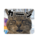 新⭐︎顔デカ猫トラちゃん（個別スタンプ：14）