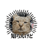 新⭐︎顔デカ猫トラちゃん（個別スタンプ：17）