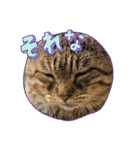 新⭐︎顔デカ猫トラちゃん（個別スタンプ：18）