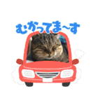 新⭐︎顔デカ猫トラちゃん（個別スタンプ：19）