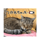 新⭐︎顔デカ猫トラちゃん（個別スタンプ：22）