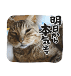 新⭐︎顔デカ猫トラちゃん（個別スタンプ：23）