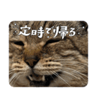 新⭐︎顔デカ猫トラちゃん（個別スタンプ：25）