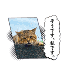 新⭐︎顔デカ猫トラちゃん（個別スタンプ：26）