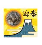 新⭐︎顔デカ猫トラちゃん（個別スタンプ：28）
