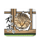 新⭐︎顔デカ猫トラちゃん（個別スタンプ：31）