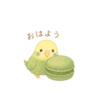 スイーツとインコたち❤️（個別スタンプ：1）