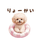 浮き輪でぷかぷかトイプードル（個別スタンプ：15）