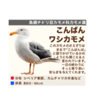 架空鳥空の生き物図鑑（個別スタンプ：3）