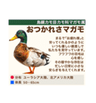 架空鳥空の生き物図鑑（個別スタンプ：4）