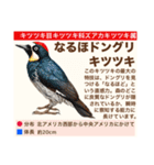 架空鳥空の生き物図鑑（個別スタンプ：9）