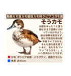 架空鳥空の生き物図鑑（個別スタンプ：10）