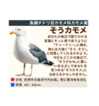 架空鳥空の生き物図鑑（個別スタンプ：11）
