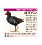架空鳥空の生き物図鑑（個別スタンプ：21）