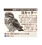 架空鳥空の生き物図鑑（個別スタンプ：26）