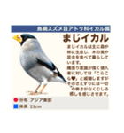 架空鳥空の生き物図鑑（個別スタンプ：34）