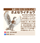架空鳥空の生き物図鑑（個別スタンプ：39）