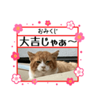 きなこと茶（個別スタンプ：6）