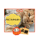 きなこと茶（個別スタンプ：7）