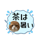 きなこと茶（個別スタンプ：8）