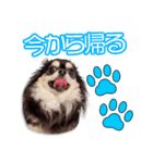 宮崎家のさんたちゃん（個別スタンプ：6）